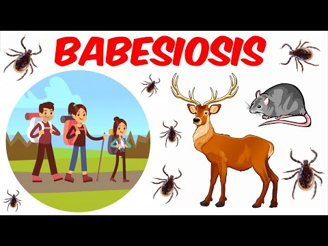 Videó: A Babesia Vulpes Létrehozása N. Sp. (Apicomplexa: Babesiidae), Egy Piroplazmid Faj, Amely Házi Kutyák Számára Kórokozó