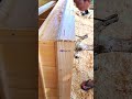 A simple way to straighten a bent board before nailing it #tricks #airnailer #drytools #carpentry