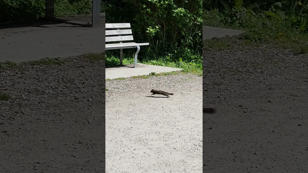A red squirrel in Stanley Park running around 