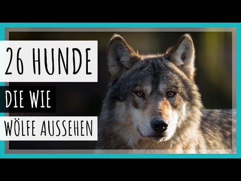 Video: 11 Hunde, die wie Wölfe aussehen