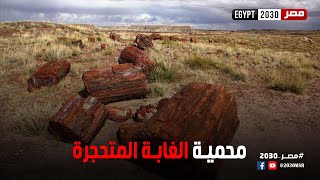 محمية الغابة المتحجرة بالقاهرة.. متحف مفتوح يحكي تاريخ الحفريات