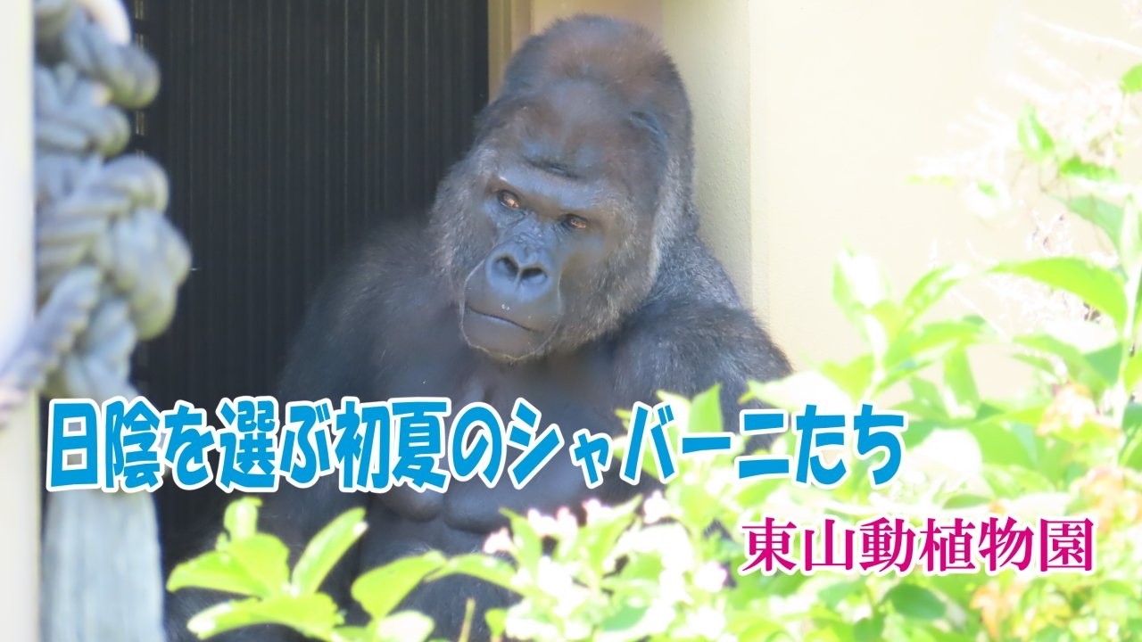 面白いアニマル動画！