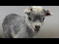 Rey the Puppy Goat!
