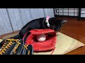 大事な宝物。それは、食べられません。∧( 'Θ' )∧