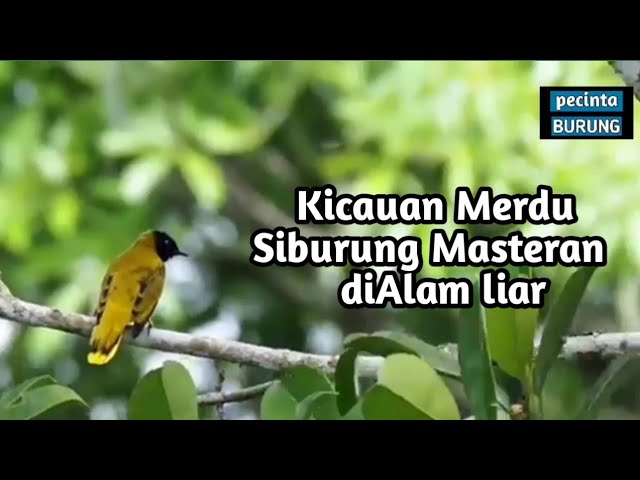 Kicauan Merdu Burung Percang/Kutilang Sutra di Alam Liar, Burung Masteran class=