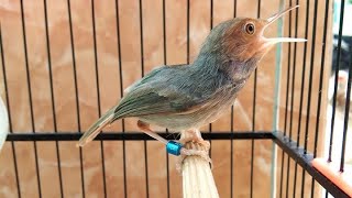 Suara Pikat Burung Prenjak Merah Klawu Jantan TARUNG | Lagu Burung Perenjak / Cinenen / CIBLEK GACOR Suara Pikat Burung Prenjak Merah Klawu Jantan TARUNG | Lagu Burung Perenjak / Cinenen / CIBLEK GACOR