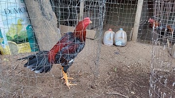 Qaib ej qaib mos Simba Pama 11/23/2023