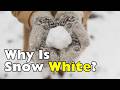 Snow Is Made of Clear Ice... So Why Is It White?