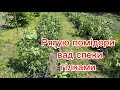 Методи захисту помідорів від опіків. Рятую помідори та зимову цибулю Радар.