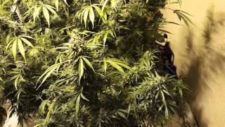 How to get twice the yield    marijuana   watching trichs and hairs