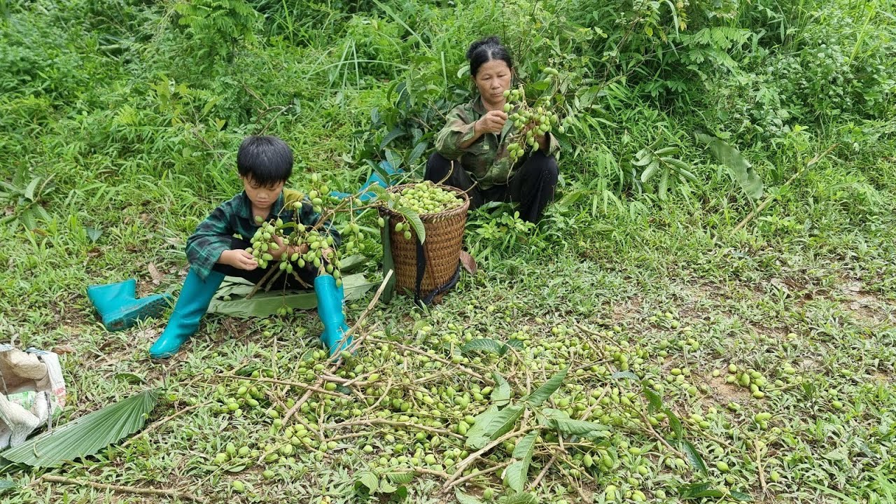 The boy ngan by his old woman was take picking wild canarium fruit and sell it at the market