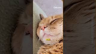 Cats can sleep for up to 10 years? #shorts #catvideos #catfacts
