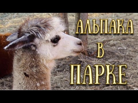 Альпака в машине