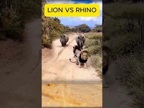 LION VS RHINO  #wildlife #animals #animaldocumentary #tiger #smbarong #wildanimals