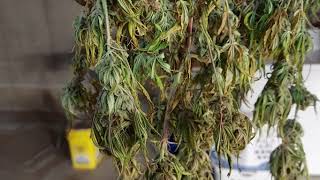 Grower Deacon Dave indoor cannabis grow in MO post harvest thoughts