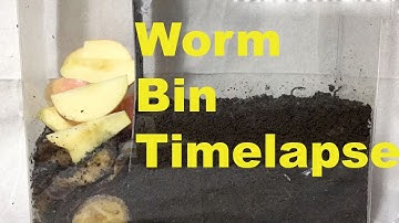 Earth Worms Horizontal Migration 31 days  Time Lapse Vermicomposting