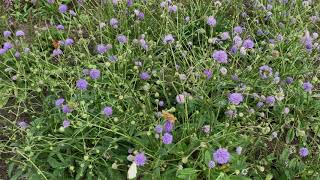 Blauwe Knoop Met Vlinders En Bijen Nl Bloeit Planten Van Hier