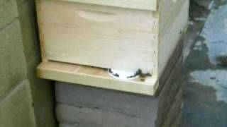 Bees.AVI