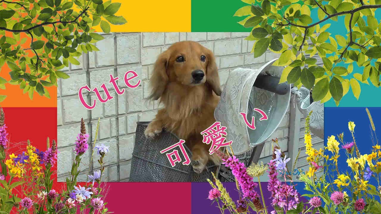 ダックスフント、Dachshund YouTube