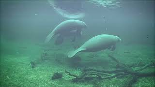 Manatee Sharon blows bubbles