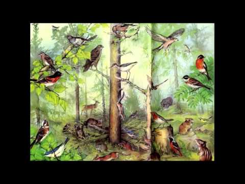 Сообщество, экосистема, биогеоценоз. Биология 9 класс.