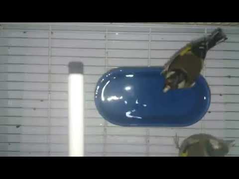 متى يبدأ موسم تزاوج وإنتاج الحسون وضرورة توفر ثلات شروط ضرورية