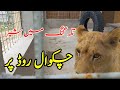 تلہ گنگ میں شیر چکوال روڈ پر Sair Sapata Vlog تلہ گنگ میں شیر چکوال روڈ پر Sair Sapata Vlog