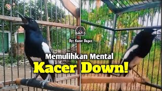 Simulasi Lomba Kacer | Kacer Kalian Dijamin Buka Ekor Dengerin Pancingan Kacer Gacor Ini!