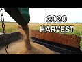 HARVESTING LAWN GRASS SEED!  (BIG PROFITS)