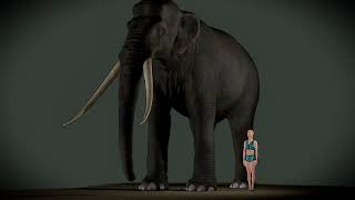 The Biggest Elephant Ever. Palaeoloxodon Namadicus 3d Size Visualization