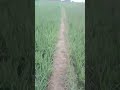 dil pe chalai churiyan