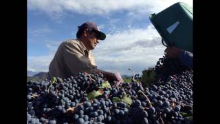 Bodega Chañarmuyo - La Rioja