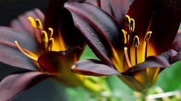 رَبَّنَا مَا خَلَقْتَ هَٰذَا بَاطِلًا سُبْحَانَكَ تلاوة الشيخ عبدالباسط عبدالصمد رحمه الله