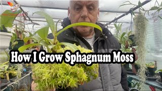 How to Grow Live sphagnum moss for top dressing on my Nepenthes (92)