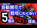 自動開花の種で栽培するのが嫌いな5個の理由