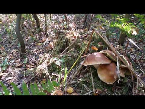 Video: Kada ir kokiu mėnesiu renkami baravykai