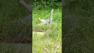 Birds#stork#rainbow#nature#late spring#аист#радуга#поздняя весна.