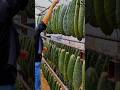 Why Are Insects Grown on Cactus in China! 🧐 #cactus #shorts
