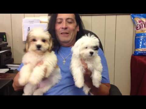 the puppy experience