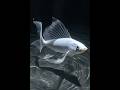 Relaxing Fish Video 🌊