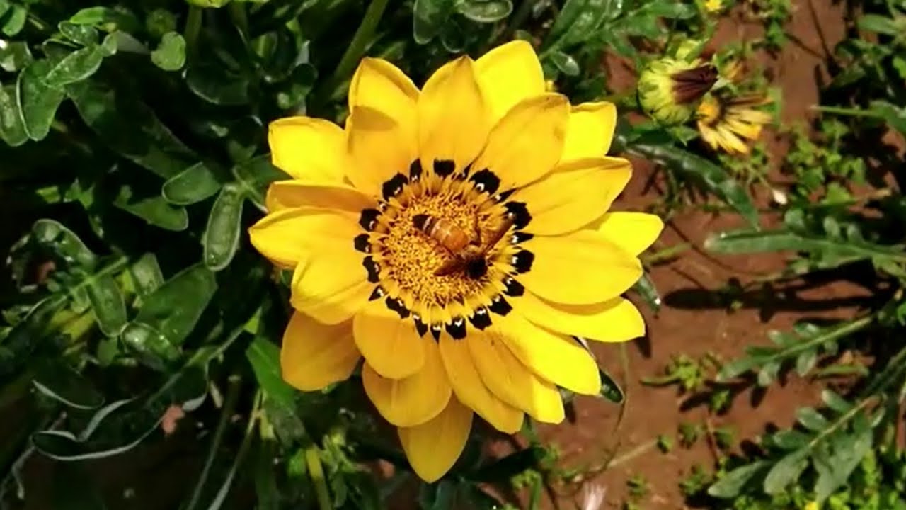 Busy Honey Bees Beautiful Gazania Flowers YouTube