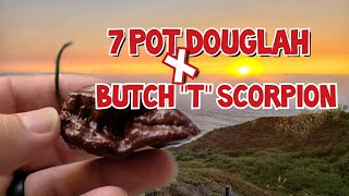 7 Pot Douglah X Butch T Scorpion