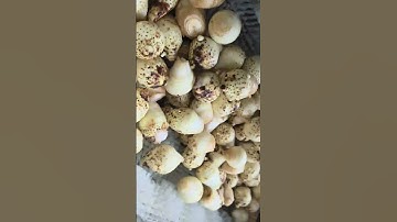 🌿 TECH GARDEN – MÁY RỬA, CẠO VỎ KHOAI MÔN,  SỌ,. . 📞 0935.911.775 (Zalo/WhatsApp – Trần Trinh).