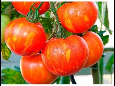 Вопрос: Какие сорта желтых помидор самые сладкие?
