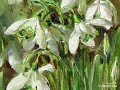 Энн Коттерилл (1935-2010)Anne Cotterill - художница "понимающая " цветы.