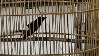 Download Lagu jual murah meriah semua jenis burung MP3