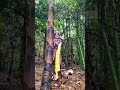 Wild BambooShoots Are All Natural #viral #shortsfeed