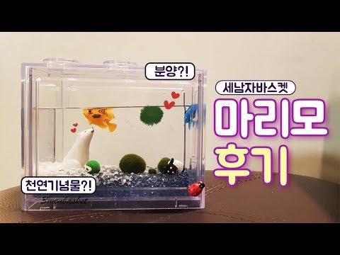 천연기념물 마리모 키우기! / 마리모 분양받다!/세남자바스켓