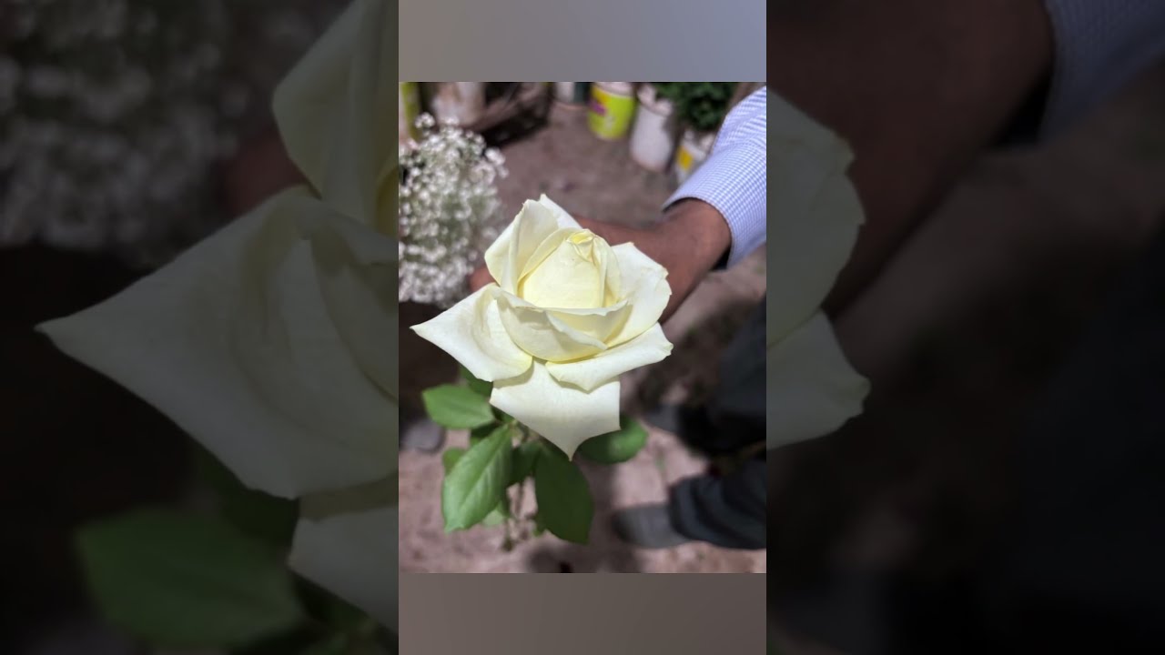 Tanflora ,Shoolagiri