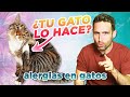 ¿Cómo saber si TU GATO tiene ALERGIA? 😼😷 | Alergias en gatos a pulgas, polvo, polen y alimentos